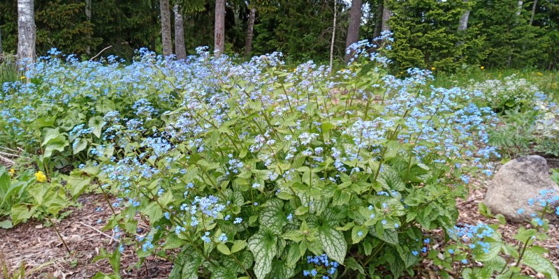 Brunnera macrophylla 'Alexander's Great' Suurelehine brunnera